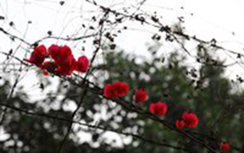 廣場舞微風細雨歌下載