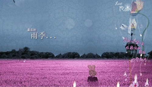 月季花