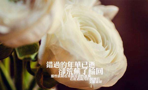 楊麗萍 廣場舞